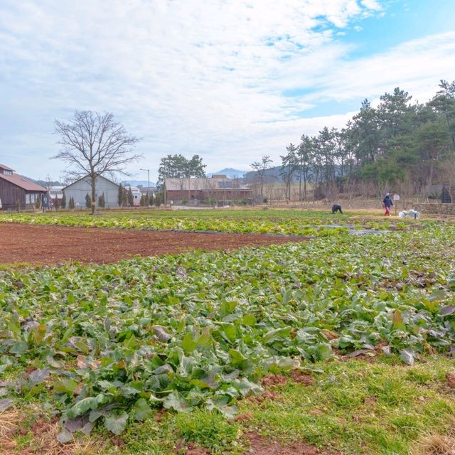 겨울에도 파릇파릇 들판을