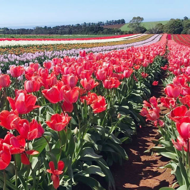 The Table Cape Tulip Farm, Tasmania 🇦🇺