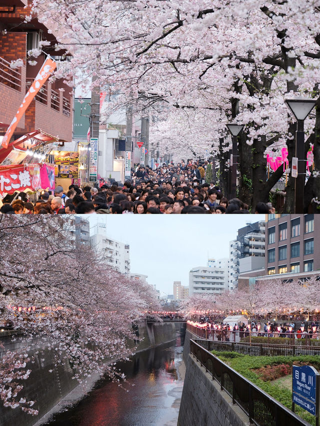 目黑川櫻花狂歡！體驗東京之美，留下難忘記憶📸