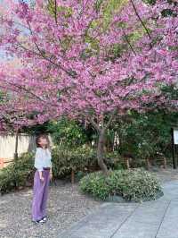 【千葉】桜の時期に訪れたくなる櫻木神社