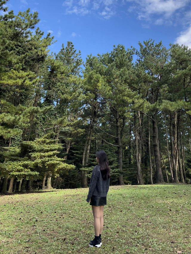 제주의 가을 억새명소🏞️ 산굼부리