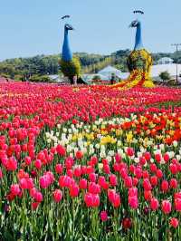 Taean Tulip Festival 
