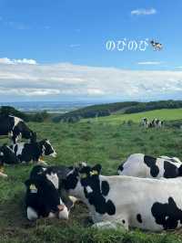 入場無料‼️【📍北海道】東京ドーム385個分の日本一広い牧場に、2,000頭の牛が自由に遊ぶ絶景🐄🐄🐄