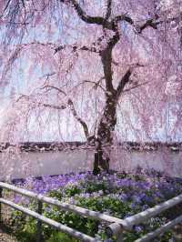 【山梨・桜】混雑回避はココ‼️樹齢330年のイトザクラに酔いしれよう🥰
