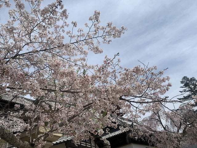 【桜と鳥居のコラボ★】厳島神社