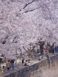 【山梨・桜】混雑回避はココ‼️レトロな雰囲気が出る桜咲くホーム跡🌸※マップ付き