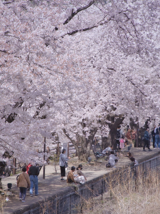 【山梨・桜】混雑回避はココ‼️レトロな雰囲気が出る桜咲くホーム跡🌸※マップ付き