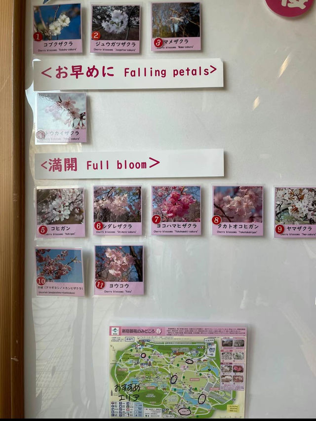 2024.3.30新宿御苑　満開速報！一部でエリア満開です！満開エリアマップあり！