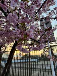 【千葉(成田空港)】成田空港近くで、桜×飛行機を撮れる写真スポット