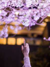 【桜が満開の今オススメ！🌸】八芳園の桜ライトアップがとても綺麗！✨