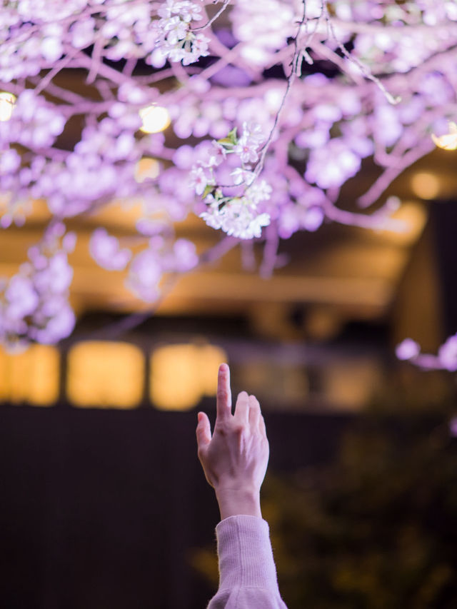 【桜が満開の今オススメ！🌸】八芳園の桜ライトアップがとても綺麗！✨