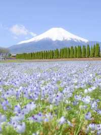 富士山とネモフィラが同時に見られる！山中湖花の都公園