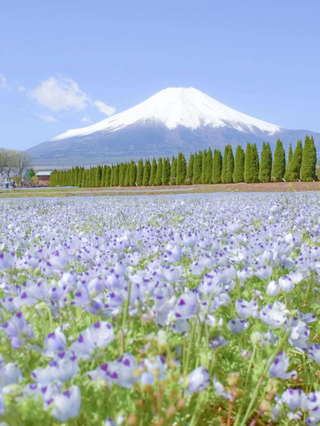 富士山とネモフィラが同時に見られる！山中湖花の都公園