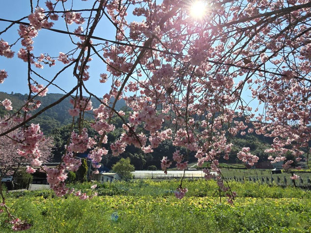 草坪頭 櫻花季