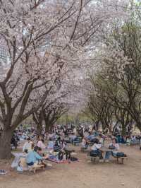 벚꽃과 튤립을 동시에 볼 수 있는 “서울숲”