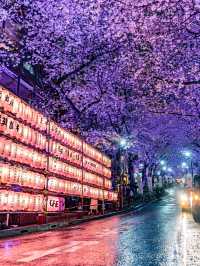 関東　夜桜写真スポット4選