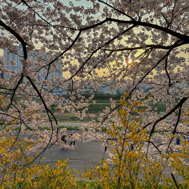 안양천따라 벚꽃구경