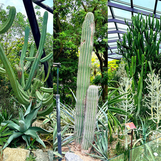 Cactus Valley in Garden By the Bay