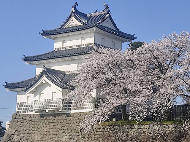 Sakura season in Shibata castle 🌸