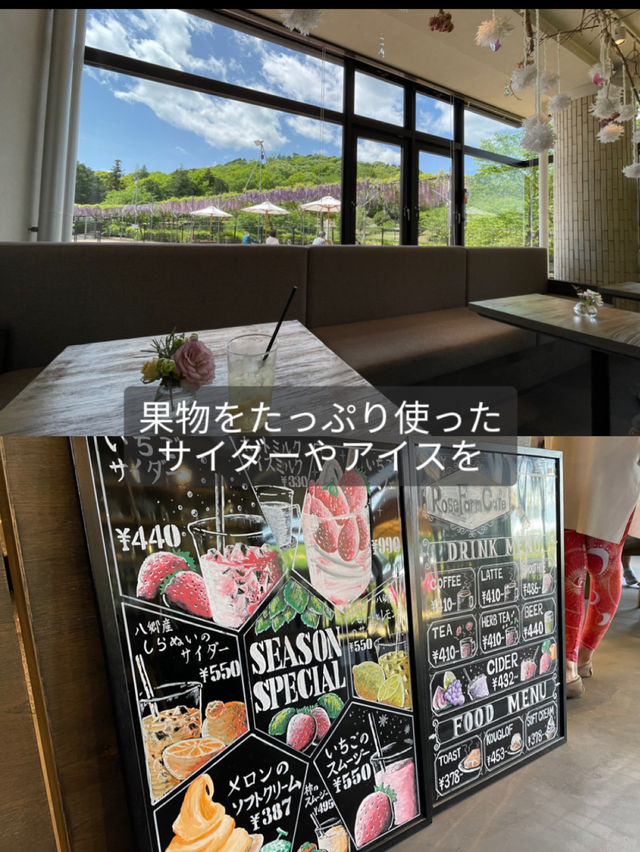 【茨城】森の中にキラキラと輝くシャガの群生 お花の楽園