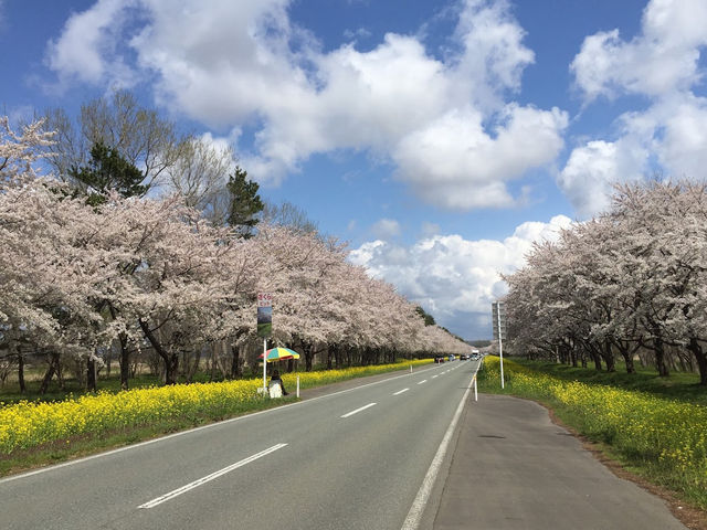 「秋田櫻花與油菜花之路」：🌸春天賞櫻、油菜花，免費停車位