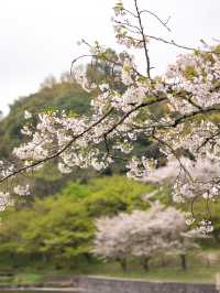 甘木公園　📍福岡