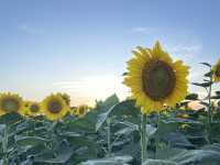 圧巻のひまわり畑🌻