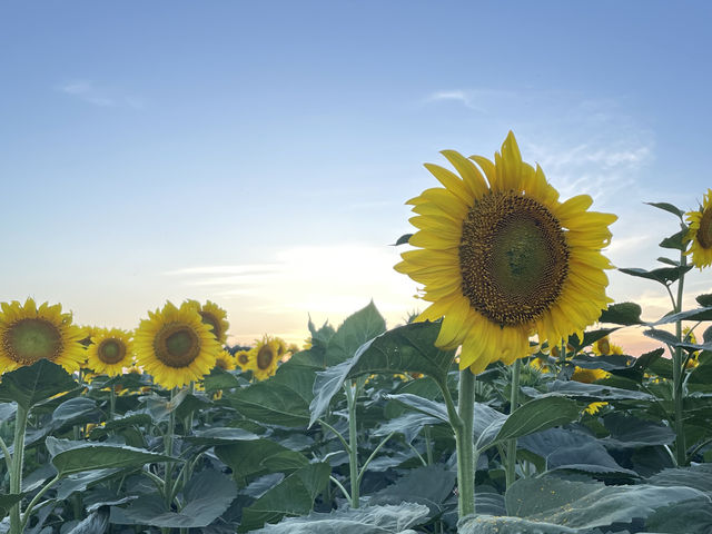 圧巻のひまわり畑🌻