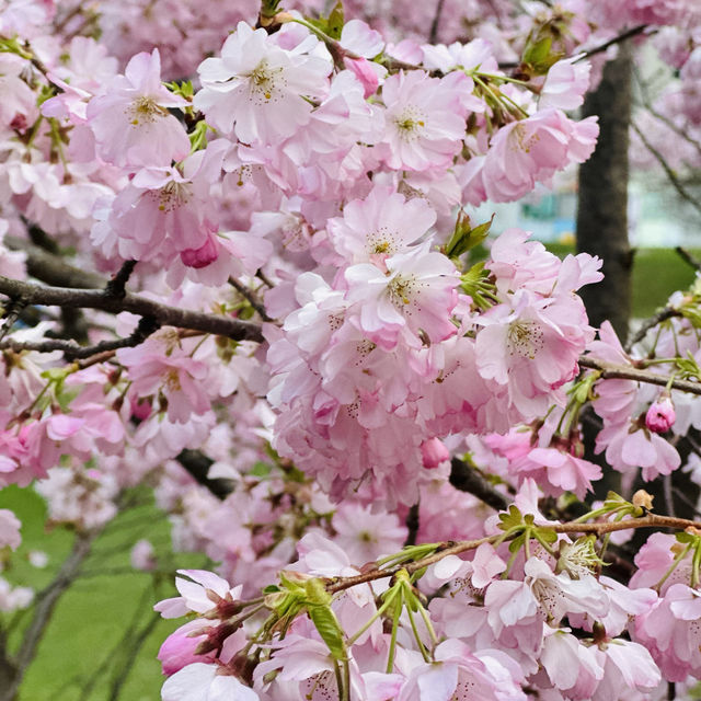 Blossom Sakura in Olympic Park, Munich