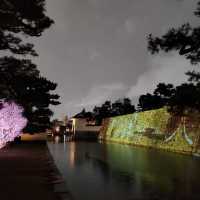 世界遺產二條城-絕美夜樱點燈的數位藝術展🌺
