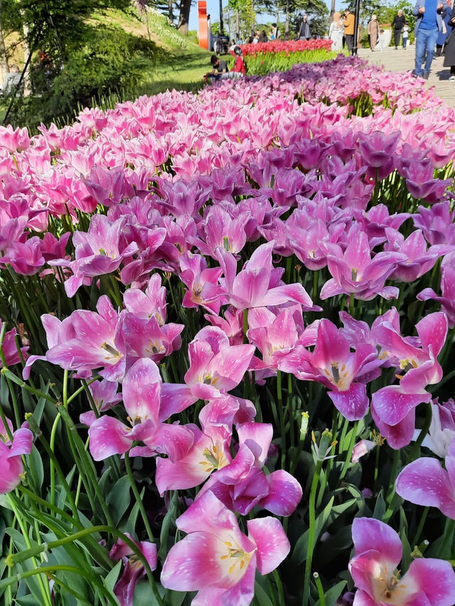 Emirgan Tulip Gardens