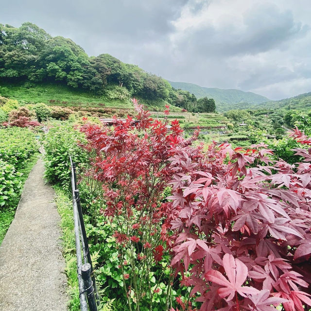 台北· 大梯田花卉生態農園