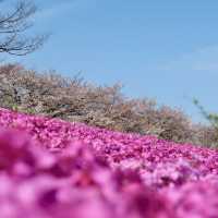 ชมซากุระพร้อมพรมสีชมพู