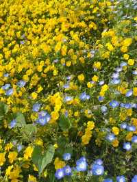 【山口観光】無料で楽しめるお出かけスポット🌼