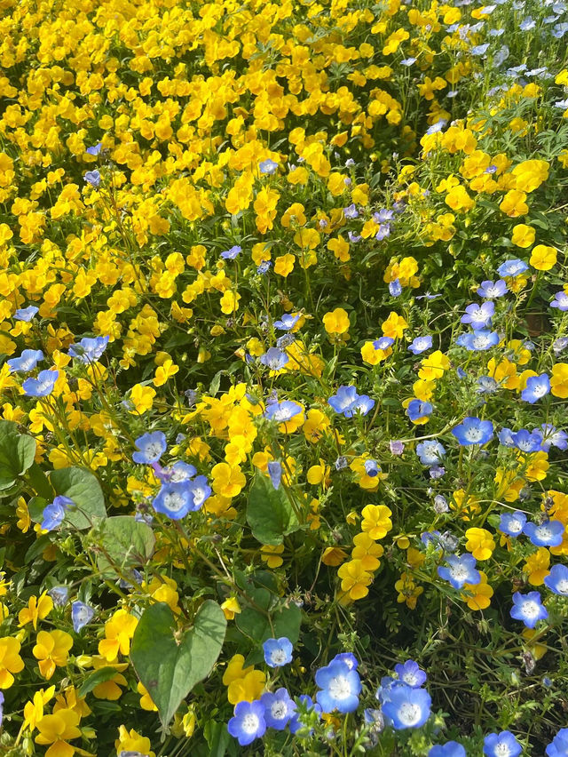【山口観光】無料で楽しめるお出かけスポット🌼
