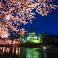 新潟・高田城址公園櫻花