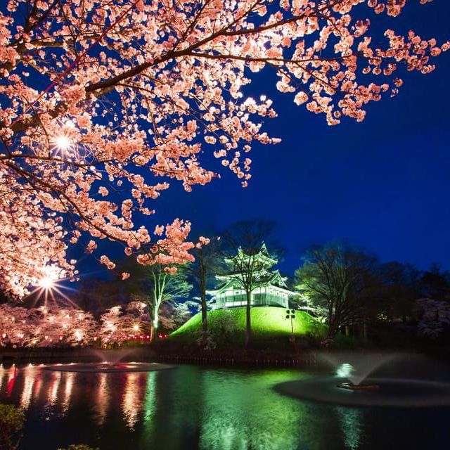 新潟・高田城址公園櫻花