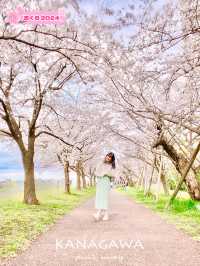 【東京】混雑回避！桜穴場おすすめスポット