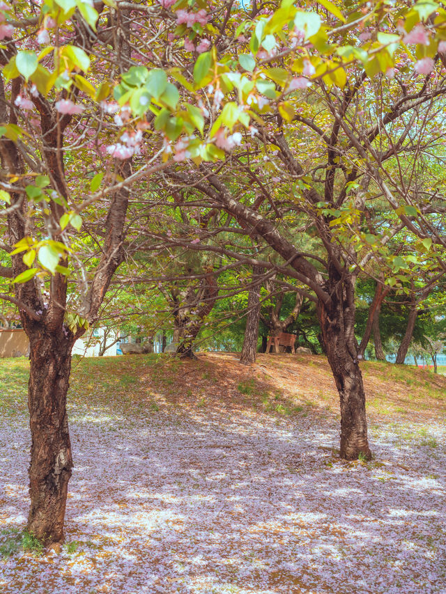 지브리 풍경처럼 벚꽃비 내리는 이곳“안산 성호공원”