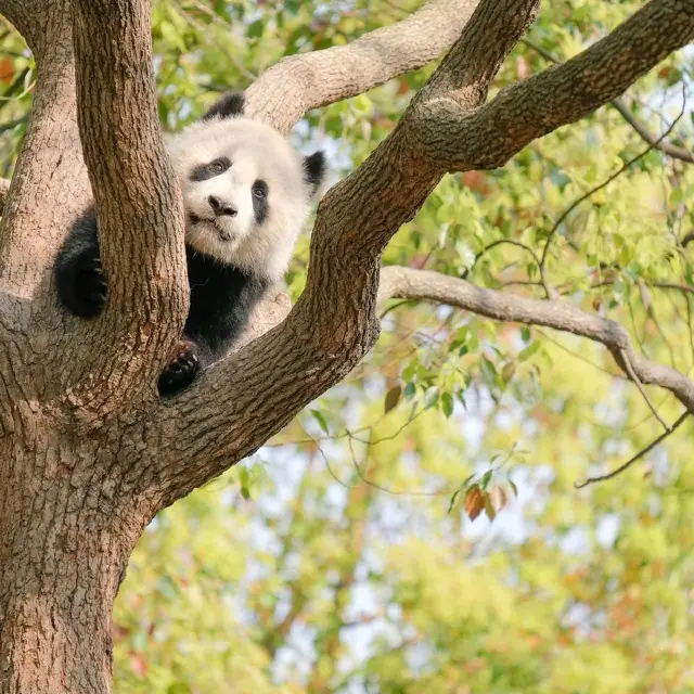 上海野生動物園。