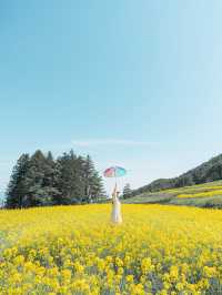 500万本の菜の花棚田は圧巻🌼🌼🌼