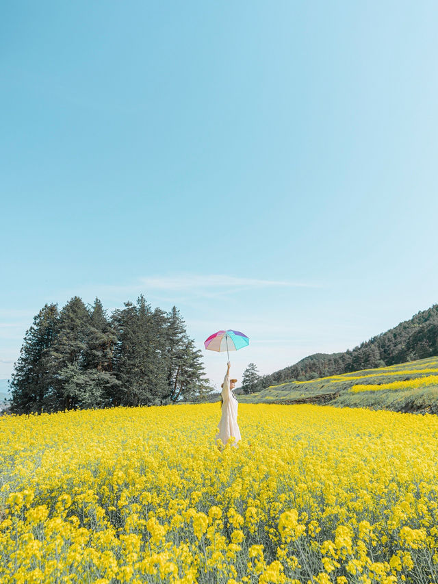 500万本の菜の花棚田は圧巻🌼🌼🌼