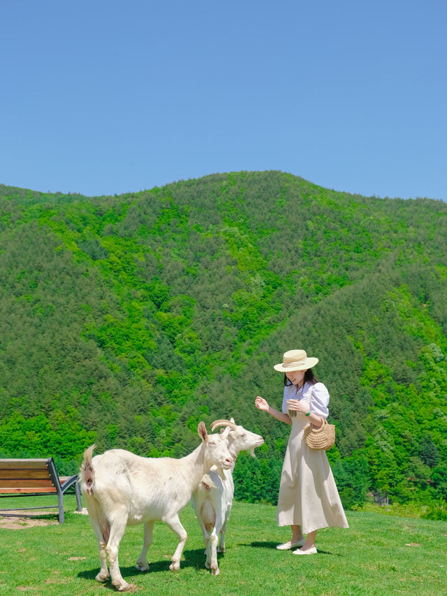 해발 800m에 위치한 한국의 K-알프스⛰️💚