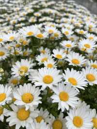 【淡路島観光】海を見渡せる100個の花壇の花々に癒される🌸🌼