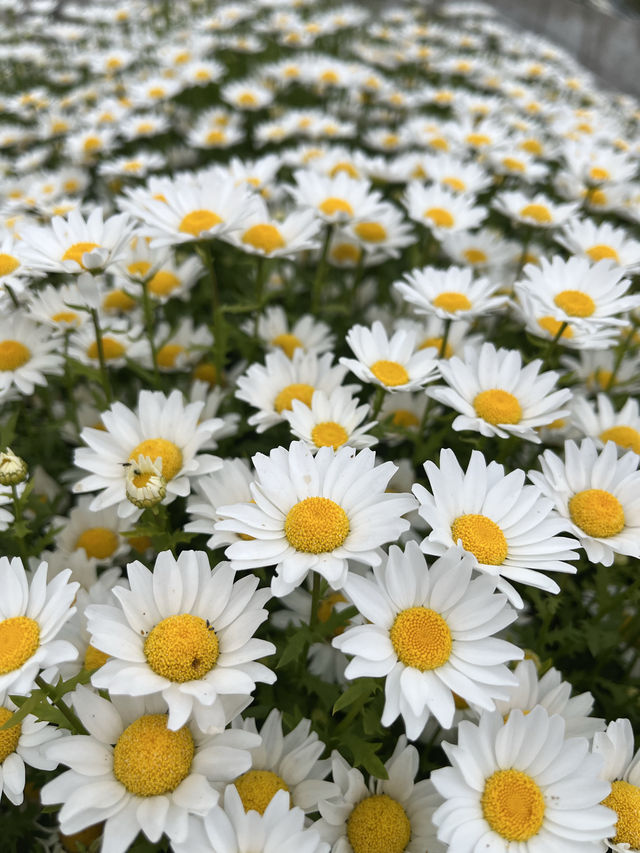 【淡路島観光】海を見渡せる100個の花壇の花々に癒される🌸🌼
