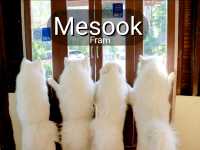มาหาน้องหมาชามอยด์ ที่ Mesook farm