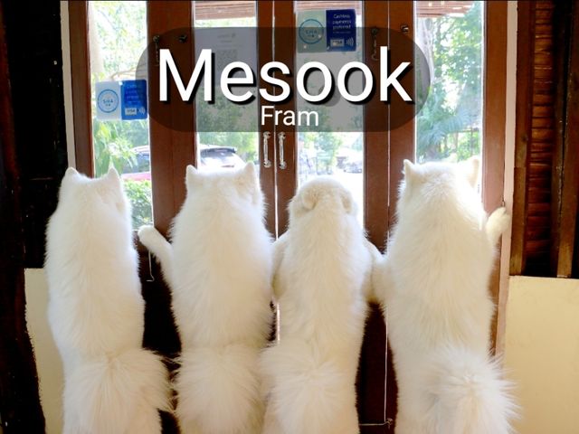 มาหาน้องหมาชามอยด์ ที่ Mesook farm