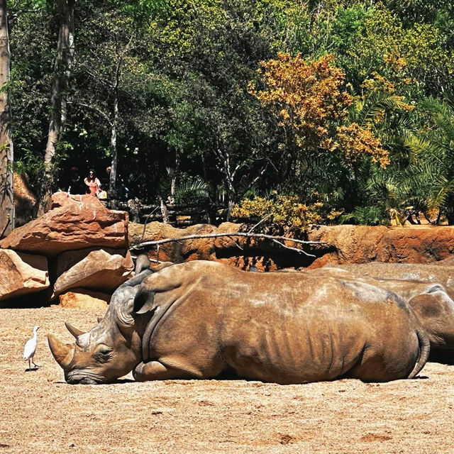 九州自然動物公園：近距離觀賞野生動物，感受原始自然王國