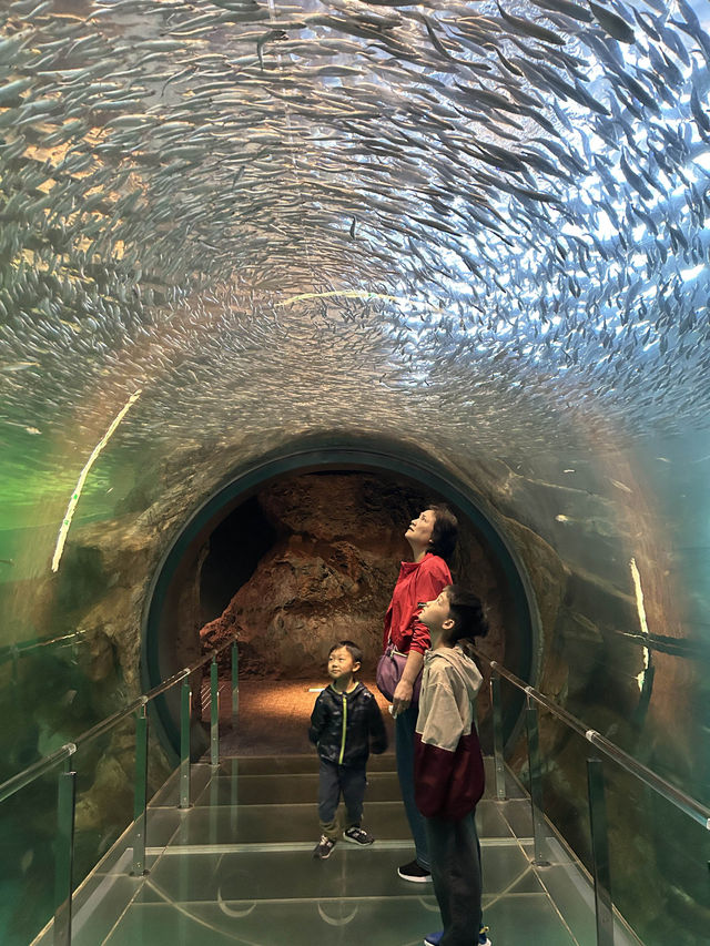 【 免費與海豚互動。水族館•海響館 】