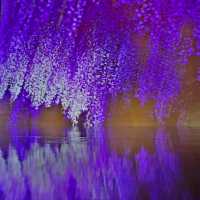 蜷川實花瞬間的永恆沉浸式藝術展